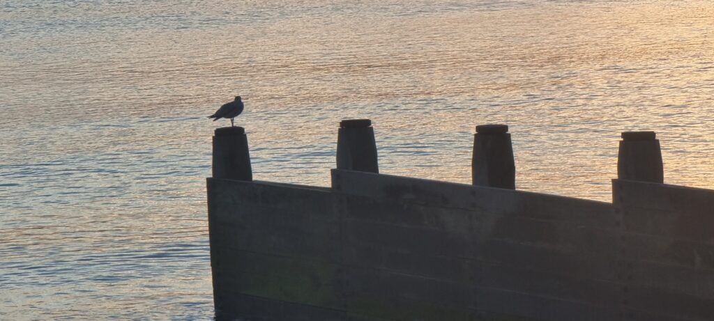 Sunset over the sea - Groyne with a gull in silhouette.
